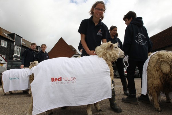 Sheep Driving 2015 - Redhouse Nursing Home